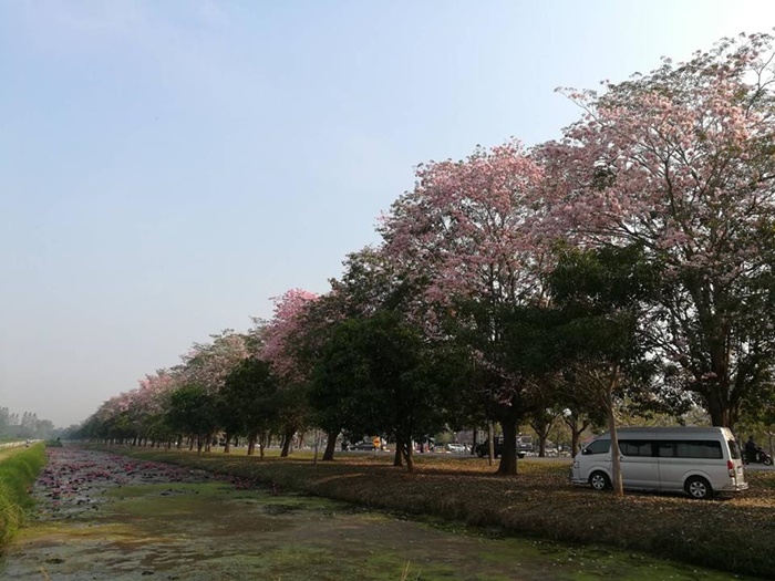 26814779_188364251897519_8952