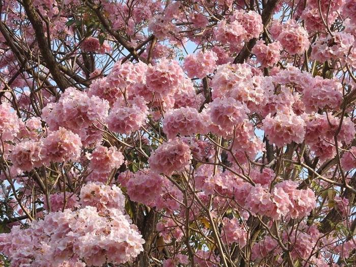 26903991_188364155230862_7061