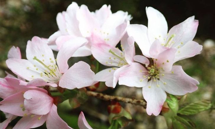 sakura