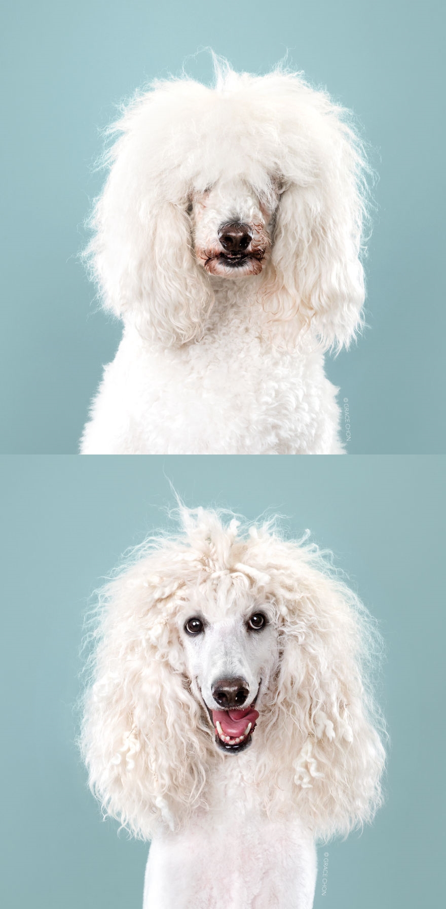 dogs-before-and-after-their-h