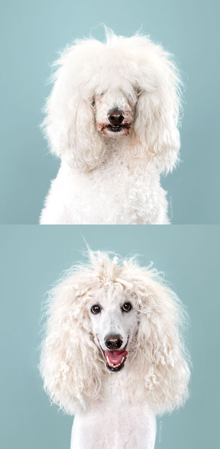dogs-before-and-after-their-h
