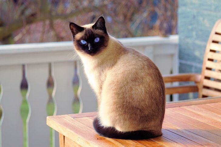 05siamesecat