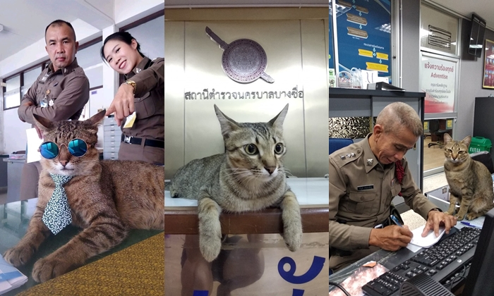 "แมวโรงพัก" รวมน้องเหมียวสุดน่ารักไอดอลสี่ขาทั่วโรงพักประเทศไทย