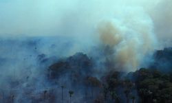 "สาเหตุไฟป่าแอมะซอน" และผลกระทบที่จะเกิดกับคนทั่วโลกถ้าป่าถูกทำลาย