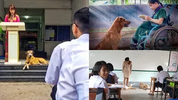 รวมภาพ "หมาในโรงเรียน" สุดน่ารัก บอกเลยว่าที่นี่พี่เป็นเจ้าถิ่นนะน้อง
