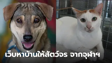 นิสิตสัตวแพทยศาสตร์ จุฬาฯ สร้างโปรเจค เว็บไซต์ช่วยหาบ้านให้หมาแมวจรจัด ลดปัญหาสังคม