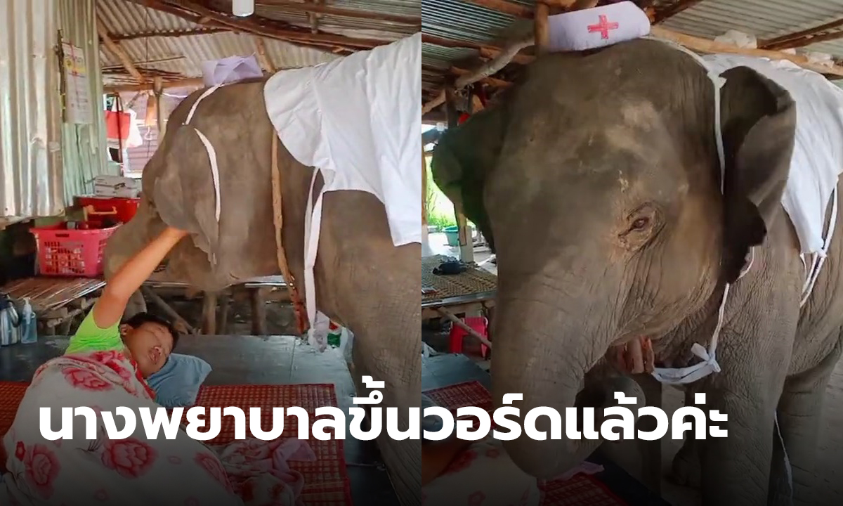 เปิดตัว "พังอุ้มบุญ" ช้างน่ารักดาว TikTok นางพยาบาลที่น่ารักที่สุดในโลก