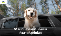 10 อันดับสายพันธุ์น้องหมาที่ฉลาดที่สุดในโลก
