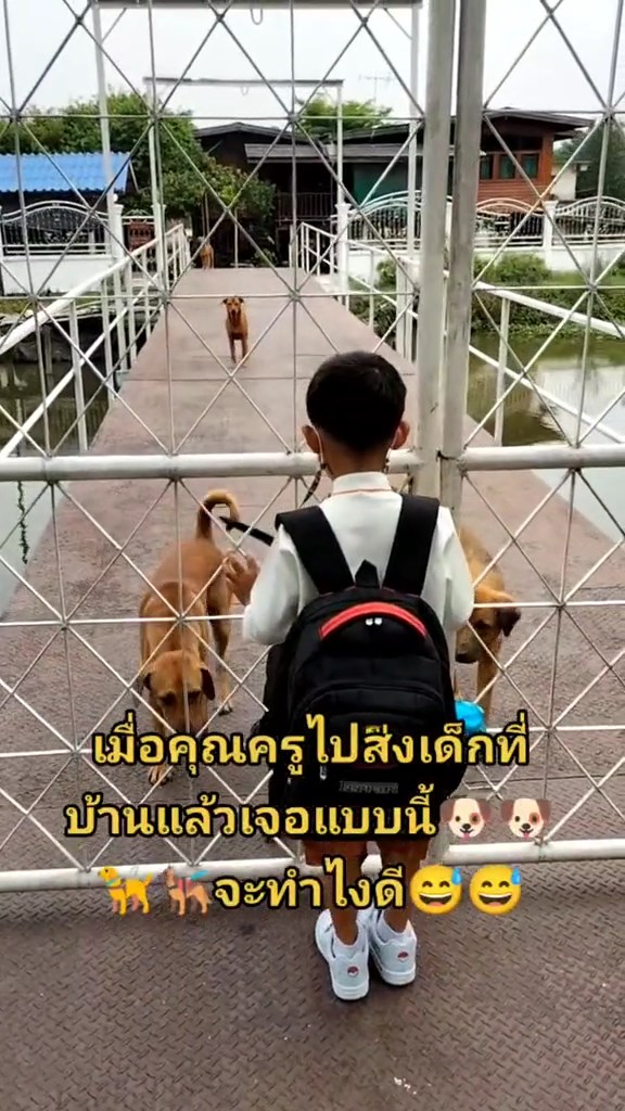 ครูกลัวหมา