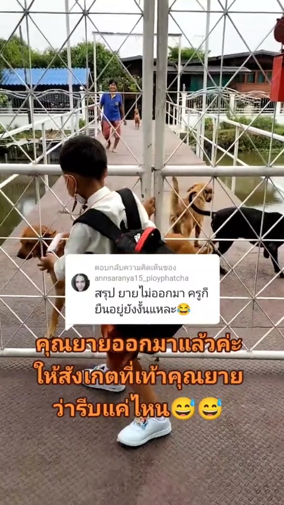 ครูกลัวหมา