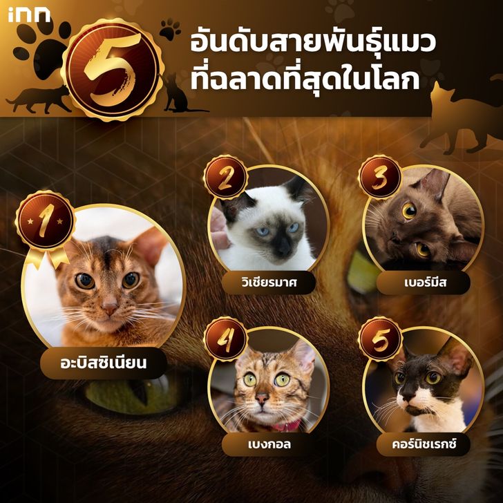 5 อันดับสายพันธุ์แมวที่ฉลาดที่สุดในโลก
