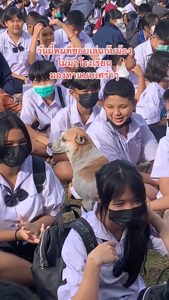 หมาในโรงเรียน