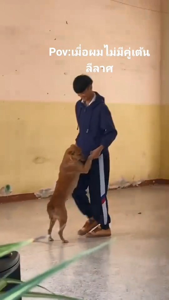 เต้นลีลาศกับหมา