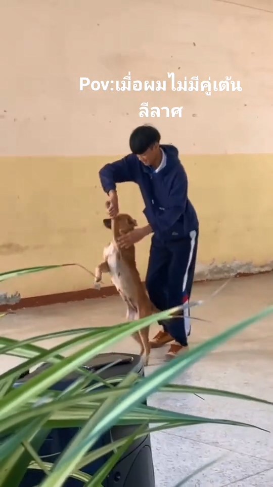 เต้นลีลาศกับหมา