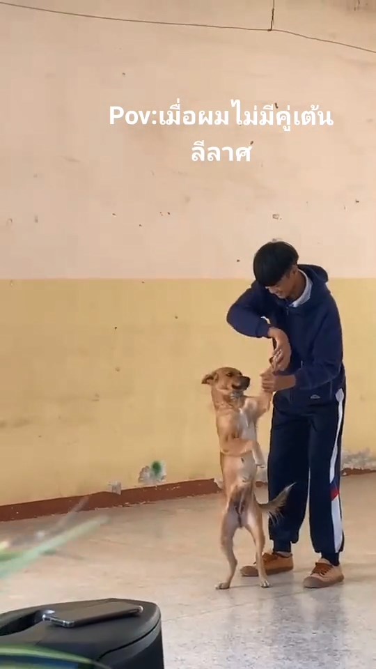 เต้นลีลาศกับหมา