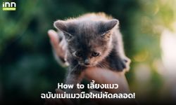 How to เลี้ยงแมว ฉบับแม่แมวมือใหม่หัดคลอด!