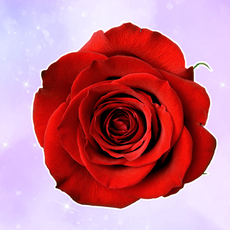 ทายนิสัยจากสีดอกกุหลาบ