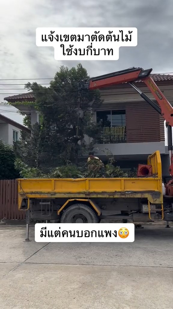 ตัดต้นไม้ในบ้าน