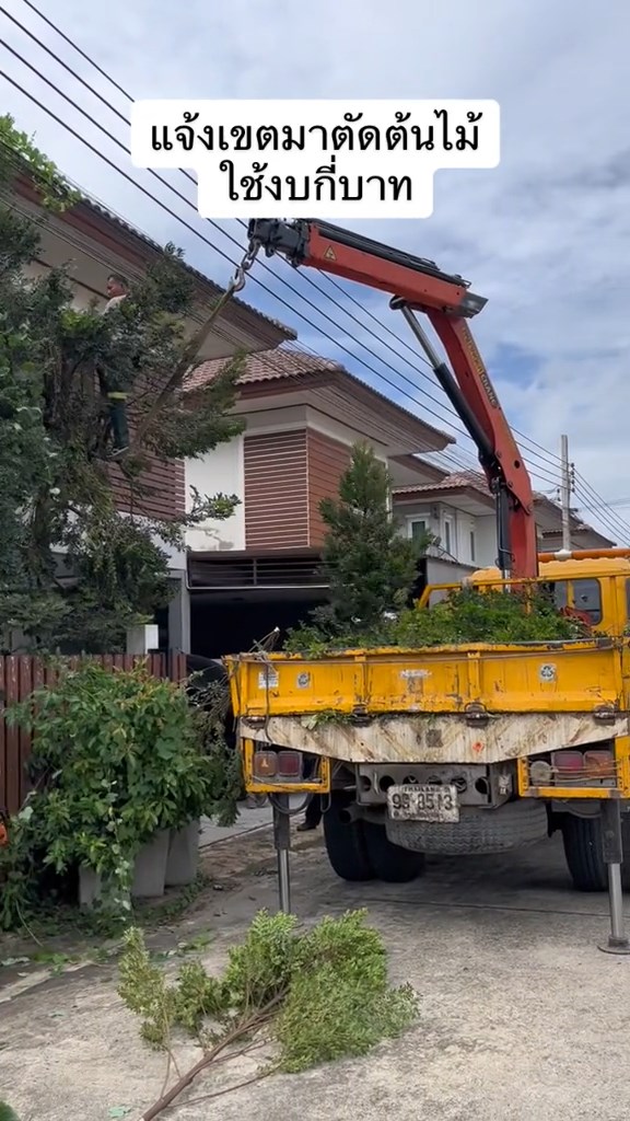 ตัดต้นไม้ในบ้าน