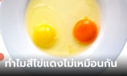 เฉลยแล้ว! ทำไมสีไข่แดงดิบไม่เหมือนกัน บางฟองสีส้ม บางฟองสีเหลือง