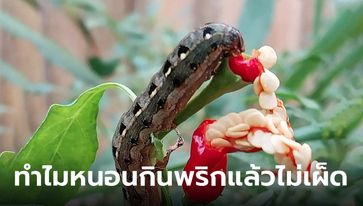 ทำไมหนอนกินพริกแล้วไม่รู้สึกเผ็ด กินทั้งเม็ดแบบนี้รู้สึกเผ็ดบ้างมั้ย?