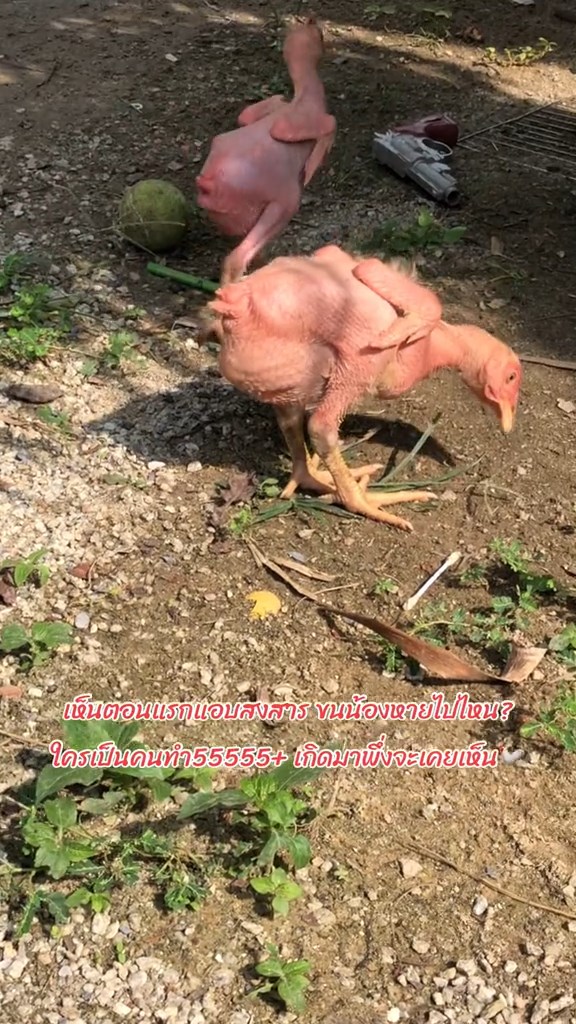 ไก่ไร้ขน