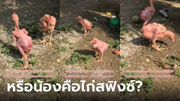 น้องคือไก่พันธุ์อะไร ชาวเน็ตถึงกับหาสงสัย ทำไมเหมือนไก่ต้มเดินได้