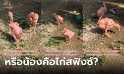 น้องคือไก่พันธุ์อะไร ชาวเน็ตถึงกับหาสงสัย ทำไมเหมือนไก่ต้มเดินได้