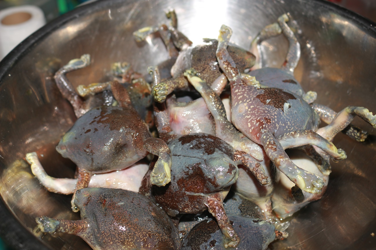 อึ่งไข่