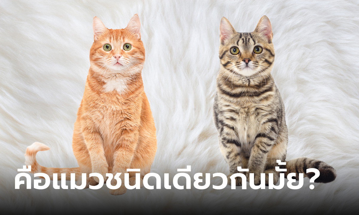 เฉลยแล้ว แมวส้ม กับ แมวสลิด คือแมวชนิดเดียวกันมั้ย? ทาสแมวรู้กันรึเปล่า