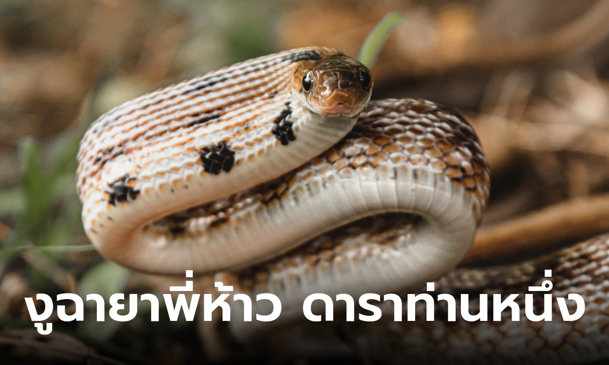 รู้จัก งูทางมะพร้าว ฉายา พี่ห้าว แพนด้า ดาราท่านหนึ่ง งูที่ชาวเน็ตรุมแซว