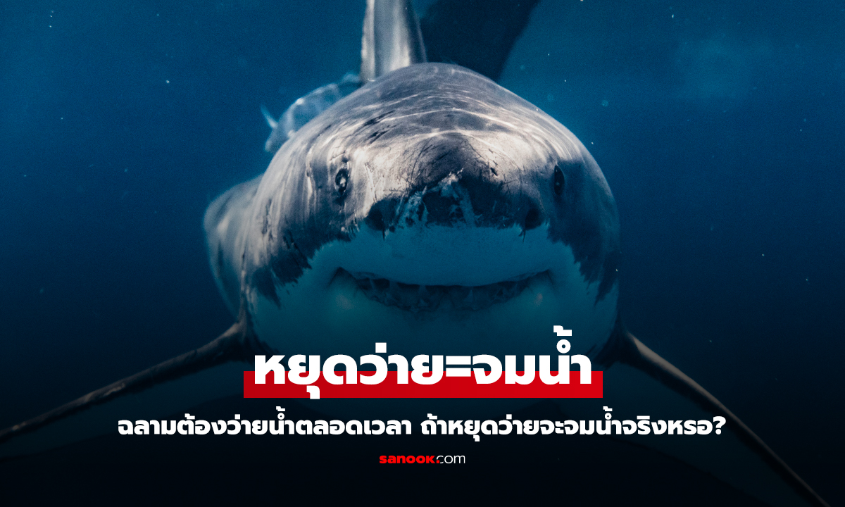 หลายคนไม่รู้! ทำไมฉลามต้องว่ายน้ำตลอดเวลา ไม่งั้นจะจมน้ำจริงเหรอ?