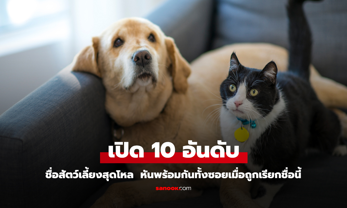 10 อันดับ ชื่อสัตว์เลี้ยงสุดโหล ที่คนตั้งชื่อให้สัตว์เลี้ยงตัวเองมากที่สุด ระวังเรียกซ้ำ!