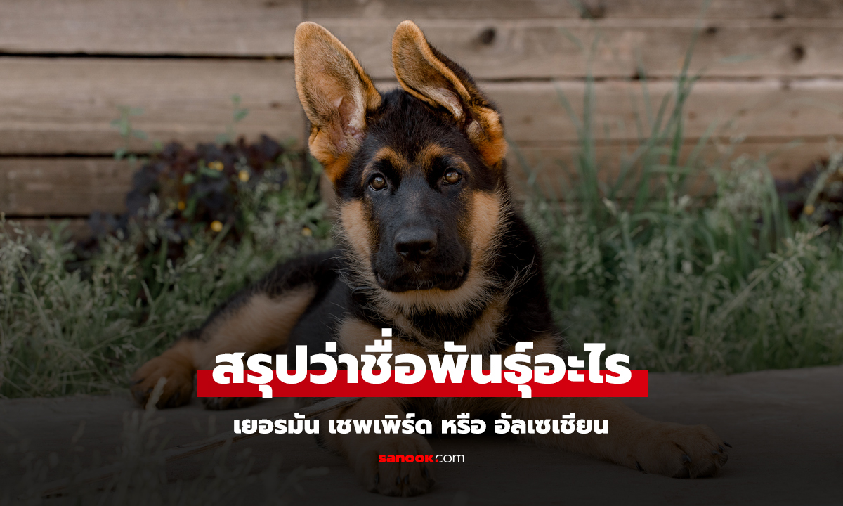 เฉลยแล้ว! หมาพันธุ์นี้เรียก เยอรมัน เชพเพิร์ด หรือ อัลเซเชียน ทำไมมีสองชื่อ?