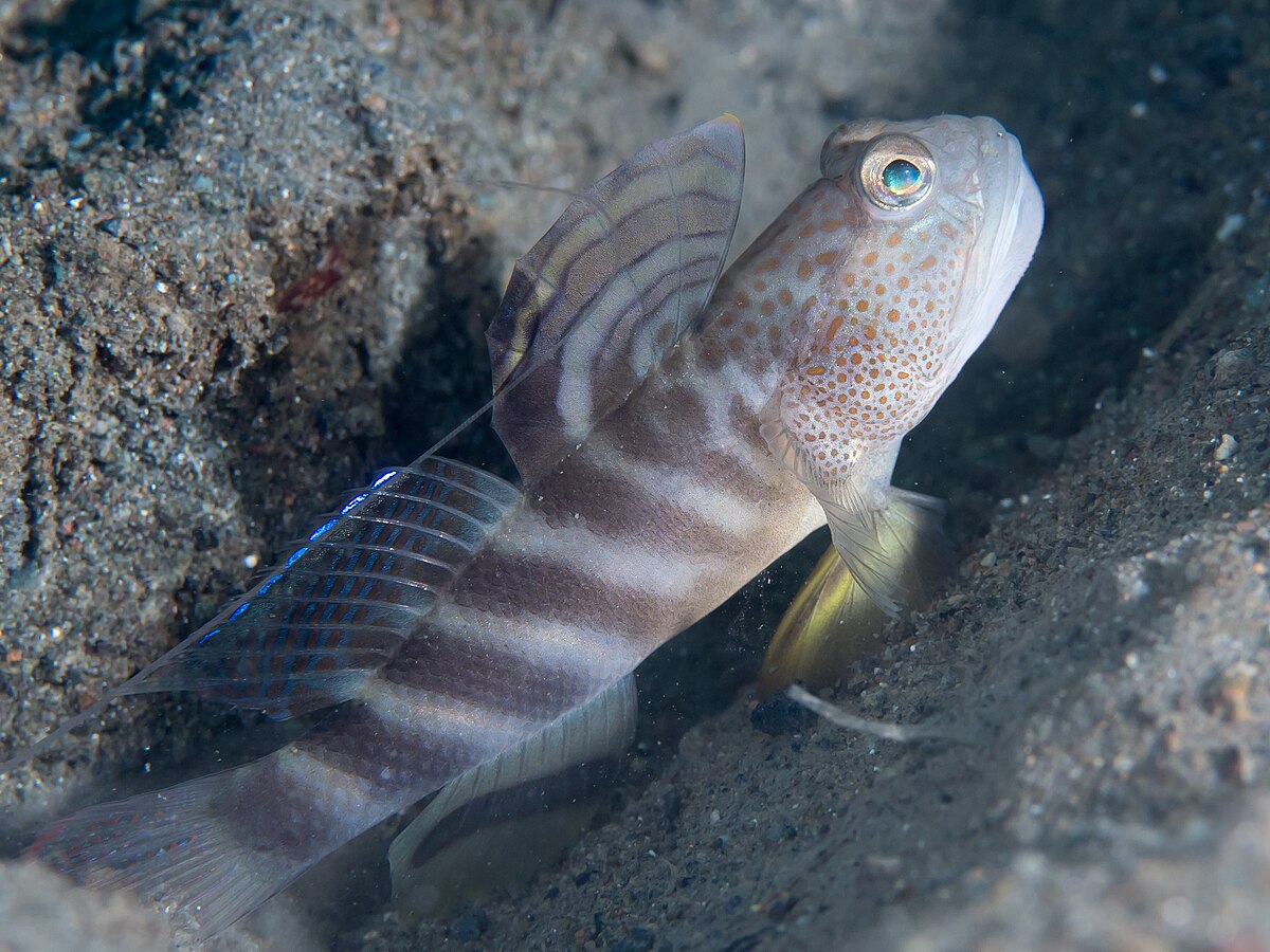 สัตว์น้ำประจำจังหวัดไทย