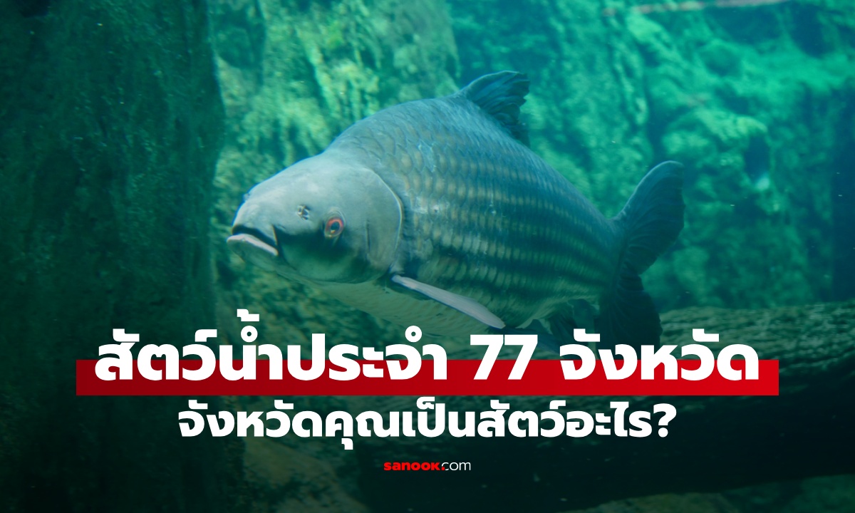 สัตว์น้ำประจำจังหวัดไทย ครบ 77 จังหวัด ทายถูกไหมจังหวัดของคุณเป็นสัตว์อะไร?
