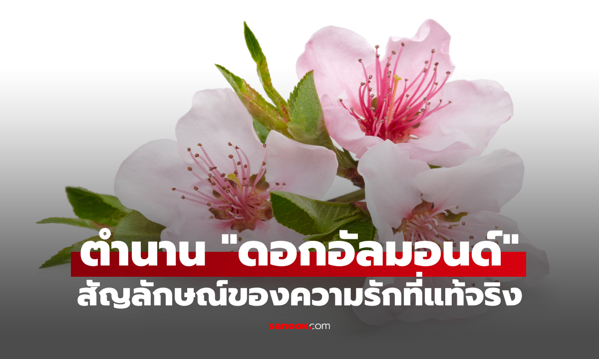 สัญลักษณ์ของวันวาเลนไทน์คืออะไร? เปิดตำนาน "ดอกอัลมอนด์" สัญลักษณ์ความรักที่แท้จริง