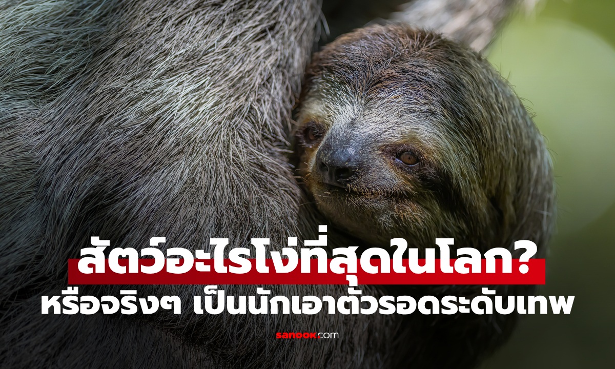 สัตว์อะไรโง่ที่สุดในโลก? หรือจริง ๆ แล้วแค่ “ดูเหมือนโง่” แต่เอาตัวรอดเก่งกว่าที่คิด