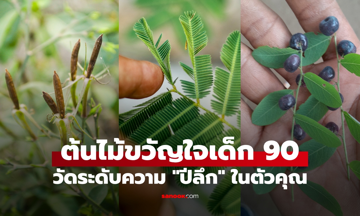 ภาพ6 ต้นไม้ขวัญใจเด็กยุค 90's วัดระดับความปีลึก ใครเคยเล่นแสดงว่าไม่เด็กแล้วนะ!