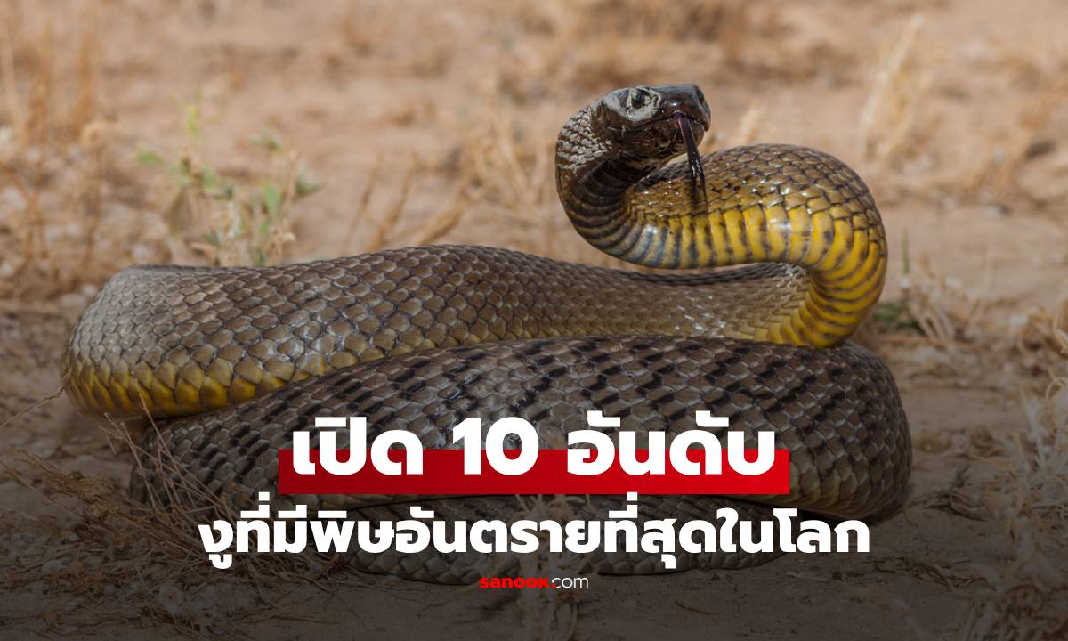 10 อันดับงูที่มีพิษอันตรายที่สุดในโลก งูจงอาง ติดอันดับไหม งานนี้มีเฉลย