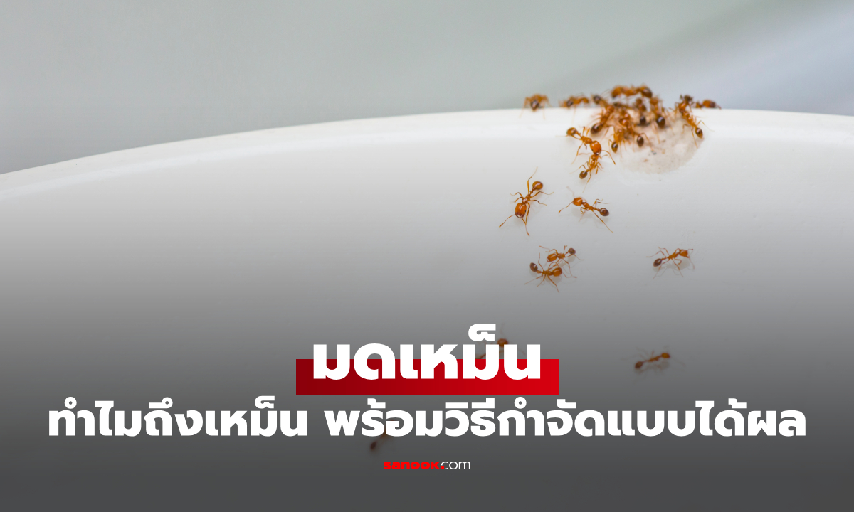 มดเหม็น คืออะไร? ทำไมบี้แล้วมีกลิ่น พร้อมวิธีกำจัดมดเหม็นให้ได้ผล