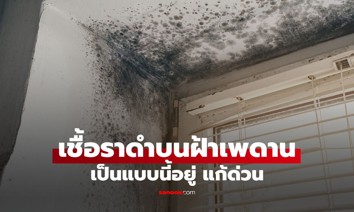 เชื้อราขึ้นฝ้าเพดาน เกิดจากอะไร? รู้ทันสาเหตุ พร้อมวิธีแก้แบบจบแน่