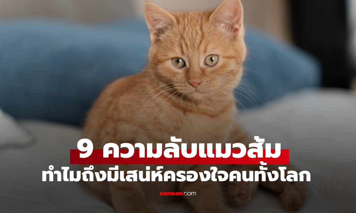 9 ความลับ "แมวส้ม" ทำไมถึงมีเสน่ห์ครองใจคนได้ทั้งโลก
