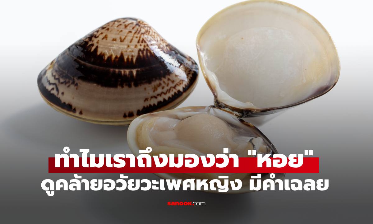 ทำไมเราถึงมองว่า "หอย" ดูคล้ายอวัยวะเพศหญิง คำเฉลยทางวิทยาศาสตร์