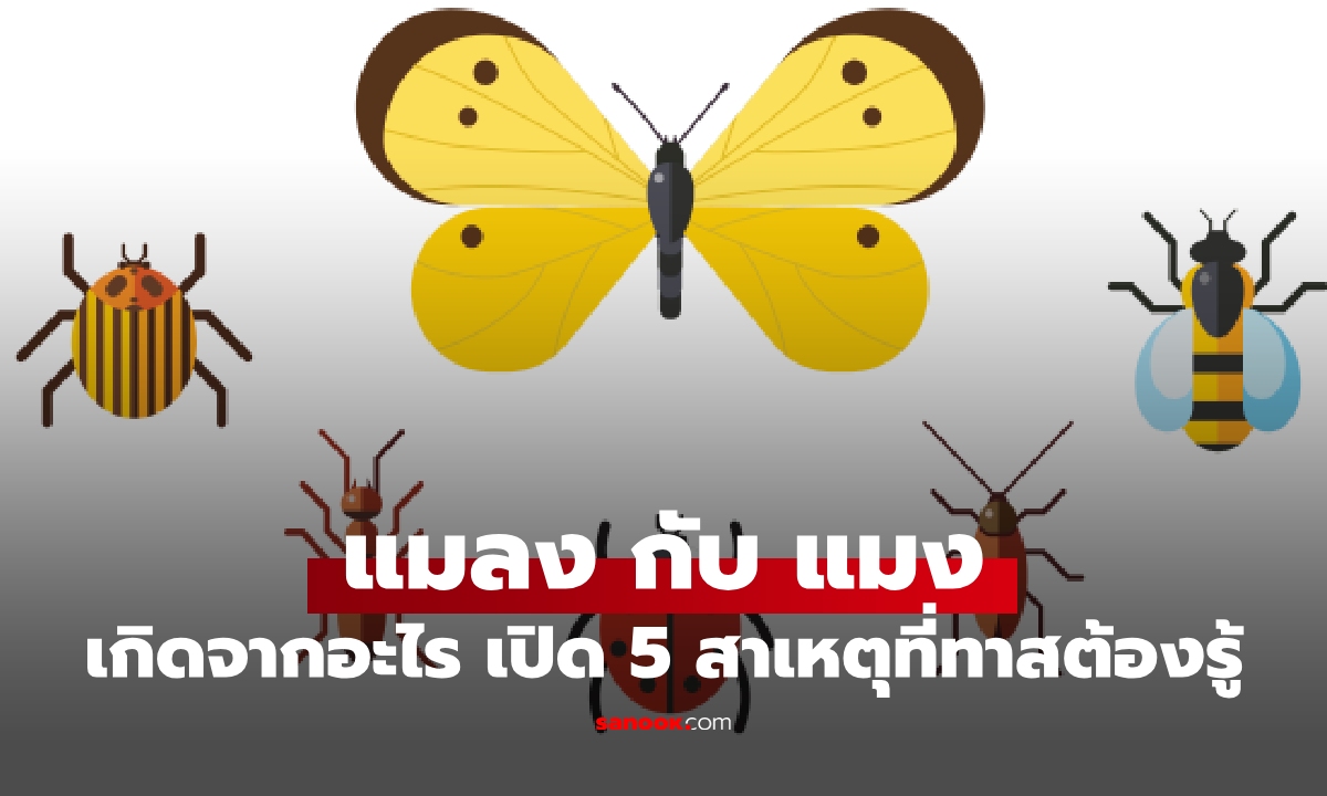 เลิกเรียกผิด! แมลง กับ แมง ต่างกันอย่างไร เปิด 3 จุดแยกแยะแบบแม่นยำ