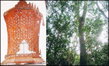 เข้าป่ากุยบุรี แหล่งกำเนิดพระโกศจันทร์