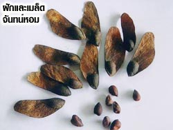 เข้าป่ากุยบุรี แหล่งกำเนิดพระโกศจันทร์