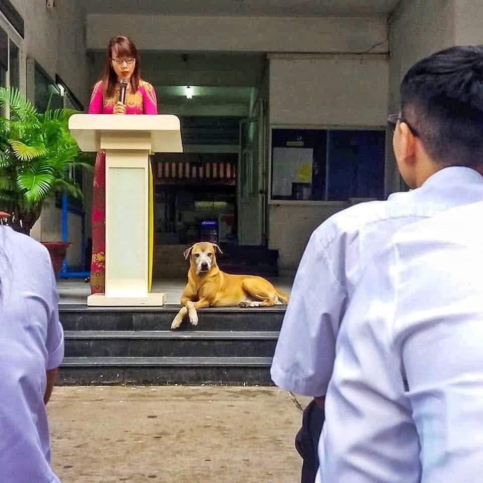 หมาในโรงเรียน