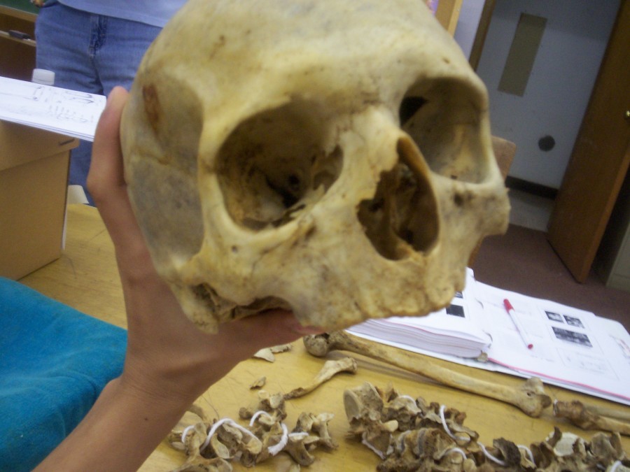 ฟาร์มศพ