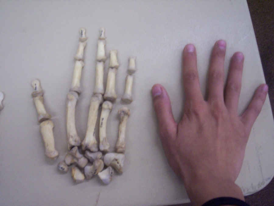 ฟาร์มศพ